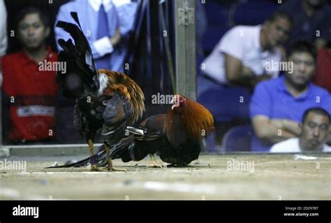 sabong world wild|philippine sabong international derby.
